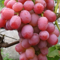 Саженцы Виноград Ливия