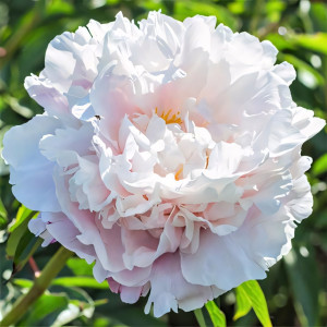 Пион Гардения