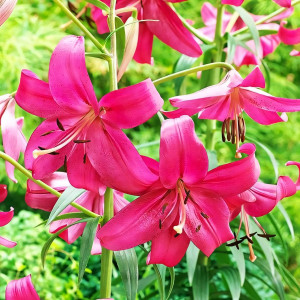  Лилия тигровая Purple Marble (Пурпл Марбл)