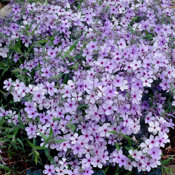 Саженцы Флокс Chattahoochee (Чаттахучи)