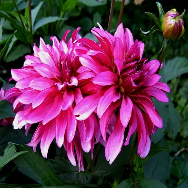 Саженцы Георгина гэллери Art Nouveau (Арт Нуво)