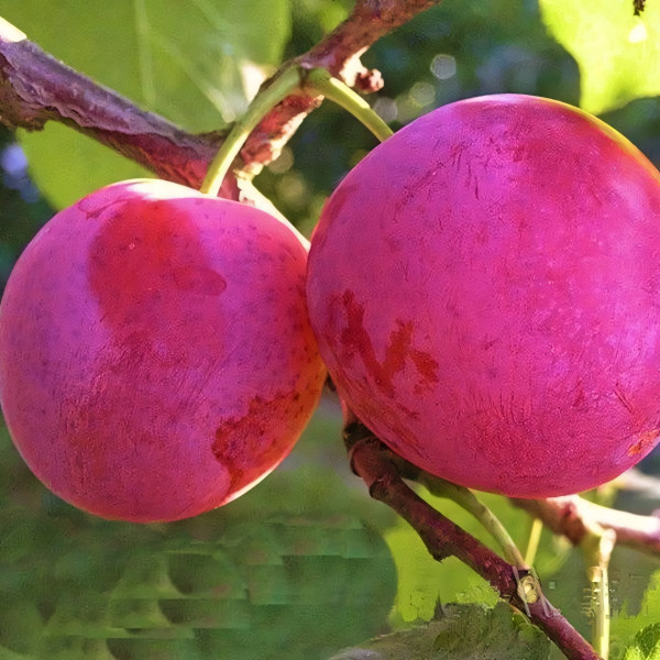 Саженцы Алыча Деликатная