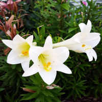 Луковицы  Лилия длинноцветковая Carpino (Карпино) (3шт.)