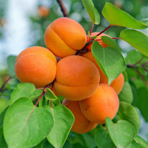 Саженцы Абрикос Персиковый