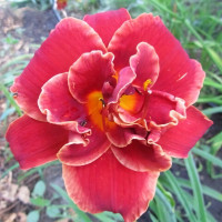 Саженцы Лилейник Moses Fire (Мозес Фаер)