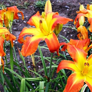 Саженцы Лилейник Carrick Wildon (Карик Вилдон)