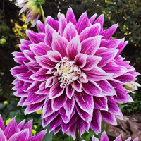 Саженцы Георгина декоративная макси Pramie18 (Премиум 18)