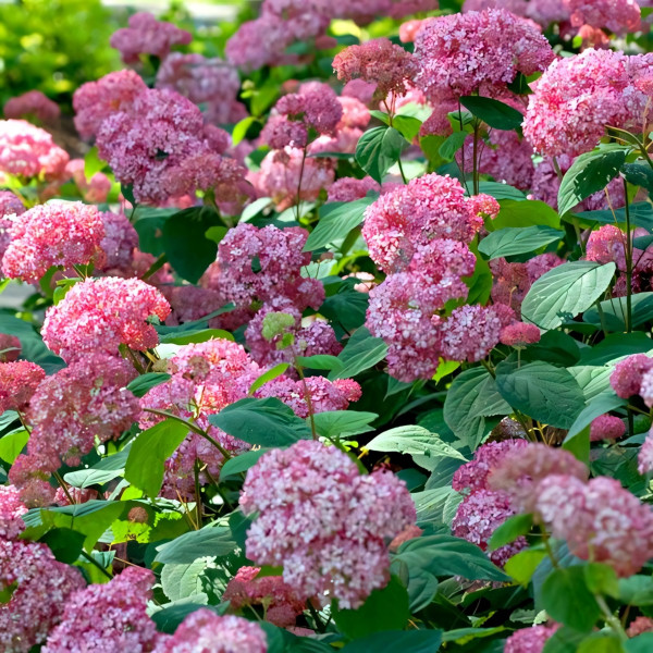 Саженец Гортензия древовидная Pink Pincushion