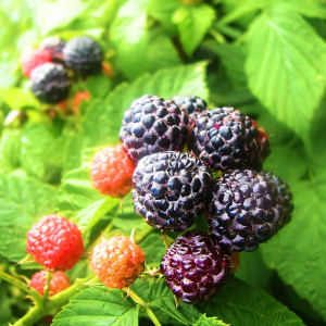 Саженцы Ежемалина Бристоль