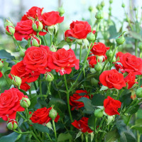 Саженцы Роза спрей Мирабель