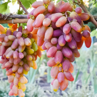 Саженцы Виноград Преображение