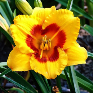 Саженцы Лилейник Blackberry Sherbert (Блекбери Щербет)