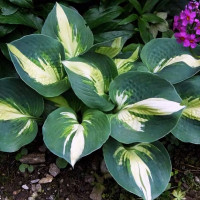 Саженцы Хоста Lakeside Cupcake (Лайксайд Капкейк) М