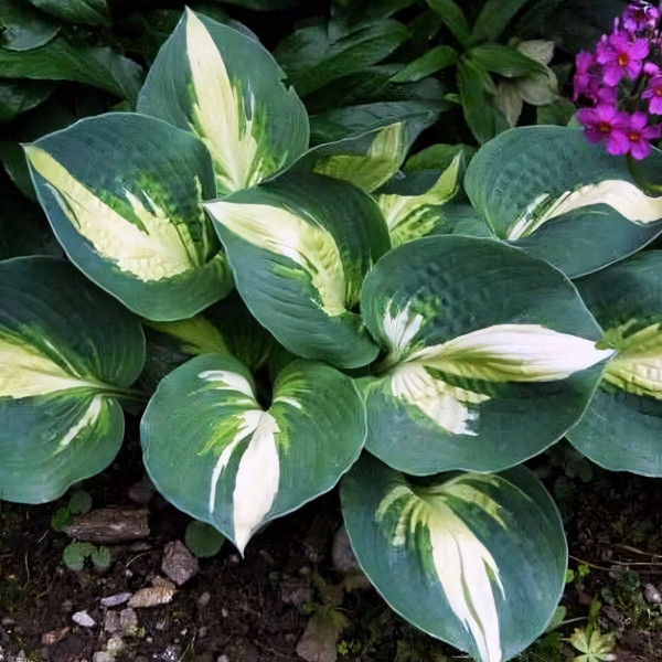 Саженцы Хоста Lakeside Cupcake (Лайксайд Капкейк) М