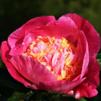 Саженцы Пион Wladyslava (Владислава)