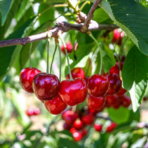 Саженцы Черешня Биг Стар