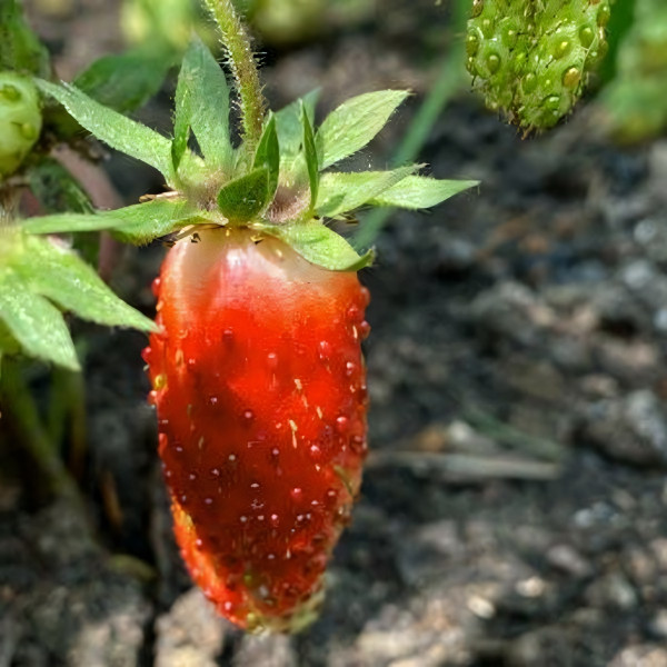 Саженцы Земляника Дар  (упаковка 5 шт.)