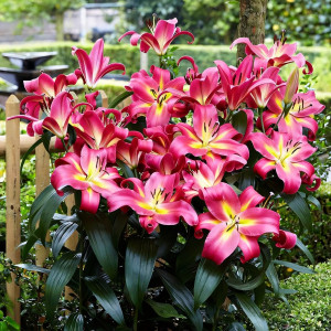  Лилия ОТ гибрид Empoli (Эмполи)