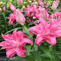 Луковицы  Лилия восточная Lotus Wonder ( Лотус Уандер) (3шт.)