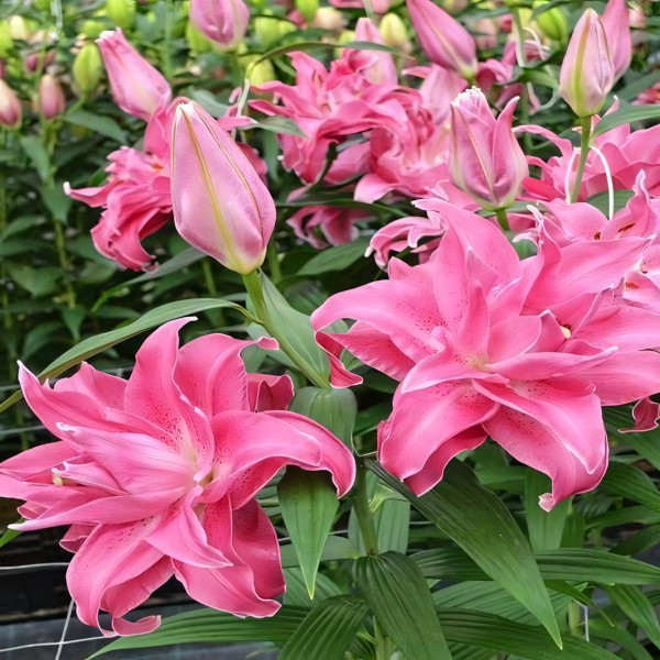 Луковицы  Лилия восточная Lotus Wonder ( Лотус Уандер) (3шт.)