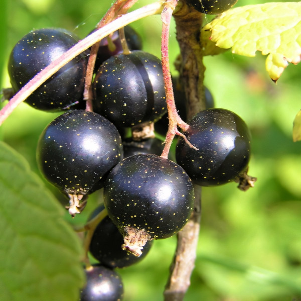 Саженцы Смородина черная Июньская