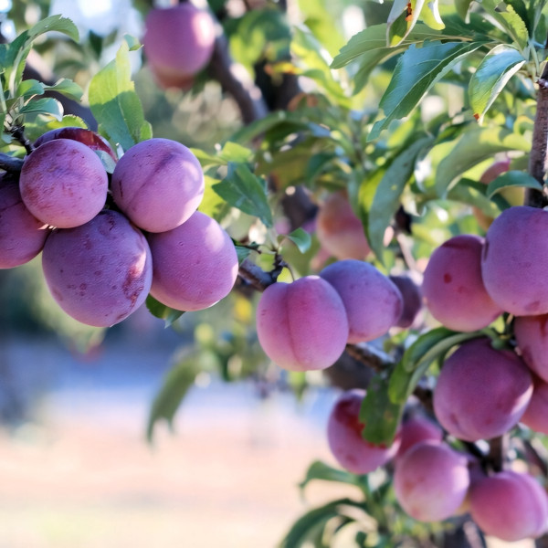 Саженцы Слива Деликатесная