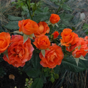 Саженцы Роза спрей Алегрия