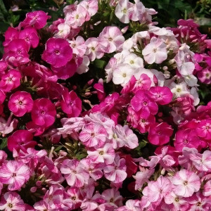 Саженцы Флокс Potpourri (Попурри)