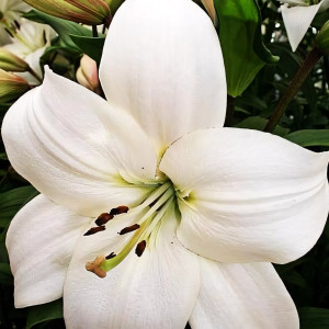  Лилия ЛА гибрид Litouwen (Литва)