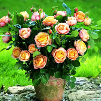 Саженцы Роза спрей Беби Романтика