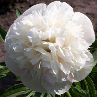 Саженцы Пион Alba Plena (Альба Плена)