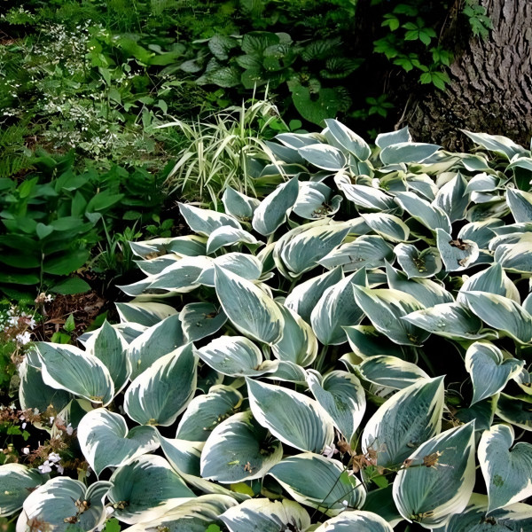 Саженцы Хоста гибридная El Nino (Эль Нино) М