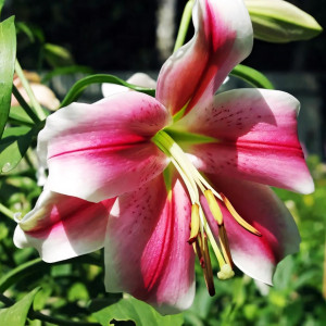  Лилия LOO гибрид Pink Brilliant (Пинк Бриллиант)