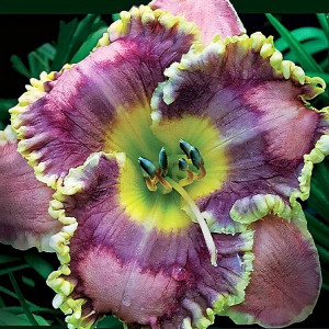 Саженцы Лилейник Antigua Isle (Антигуа Айсл)