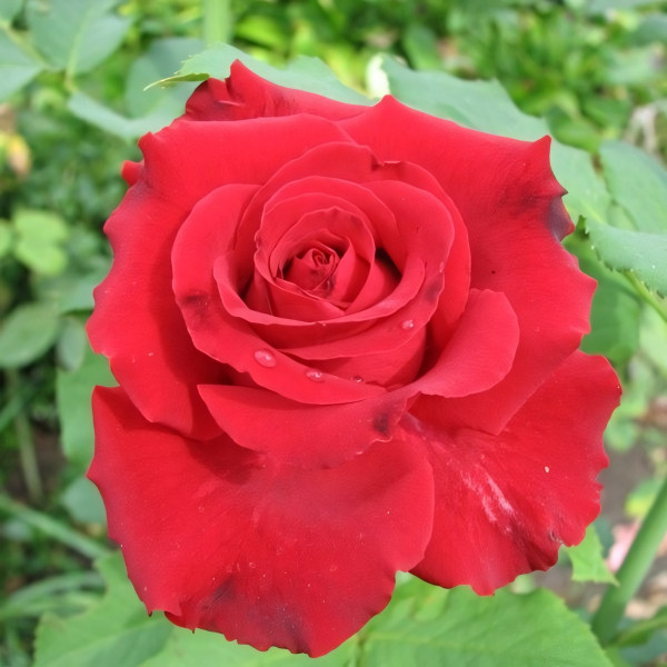 Саженцы Роза чайно-гибридная Лавли Ред