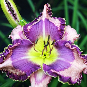 Саженцы Лилейник Blue Book (Блю Бук)