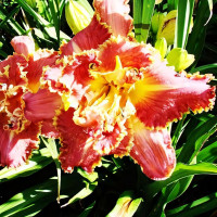 Саженцы Лилейник Susan Pritchard Petit (Сьюзан Притчард Пети)