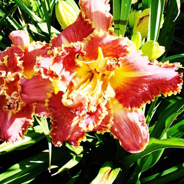 Саженцы Лилейник Susan Pritchard Petit (Сьюзан Притчард Пети)