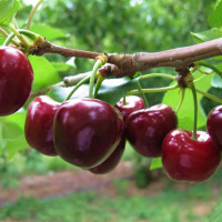 Саженцы Вишня Морозовка