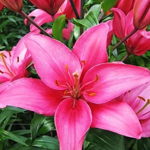  Лилия азиатская Arosa Jewel (Ароза Джуел)