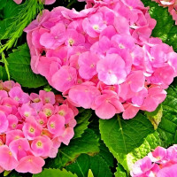 Саженец Гортензия крупнолистная Forever Ever Pink