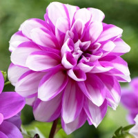 Саженцы Георгина Priceless Pink (Прайслесс Пинк)