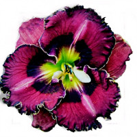 Саженцы Лилейник Vienna Waltz (Виенна Волтз)