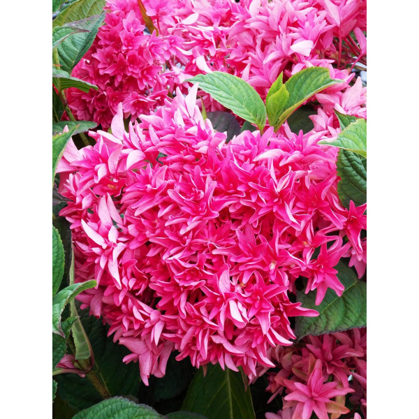 Саженец Гортензия крупнолистная Princess Diana (Принцесса Диана)