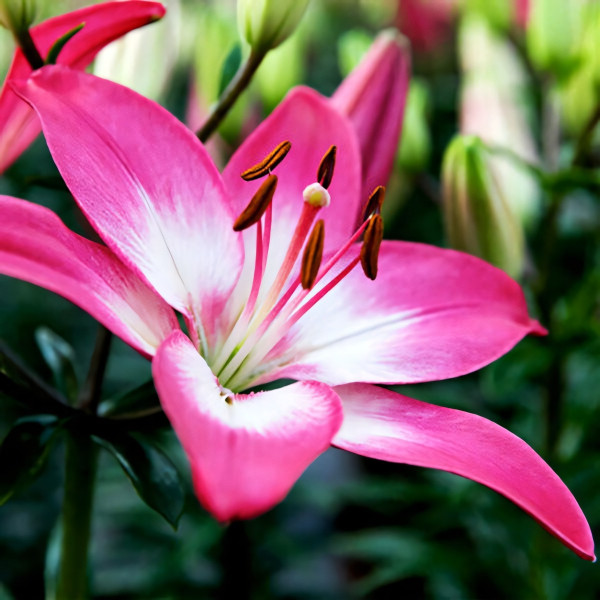 Луковицы  Лилия азиатская  Tiny Diamond (Тайни Даймонд) (3шт.)