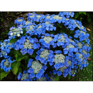 Гортензия крупнолистная Blaumeise (Блаумайз)