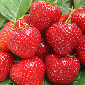 Клубника ремонтантная (крупноплодная) Сельва 5 шт. в упаковке