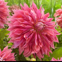 Саженцы Георгина Penhill Dark Monarch