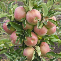 Саженцы Яблоня Айдаред