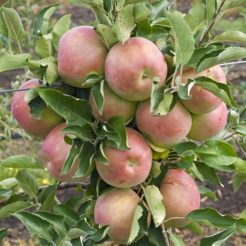 Саженцы Яблоня Айдаред